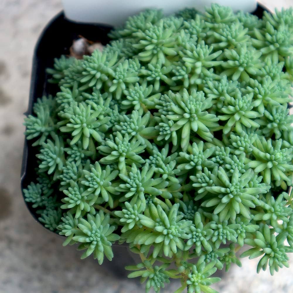 多肉植物　セダム ★星シリーズ★　カット苗 多肉植物 セダム ☆星シリーズ☆ カット苗 多肉植物セダムカット苗