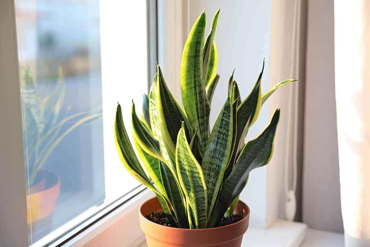 Snake plant indoor live plant without pot (pack of 2) (B0CRQDRPGN) Amazon Price History, Amazon Price Tracker
