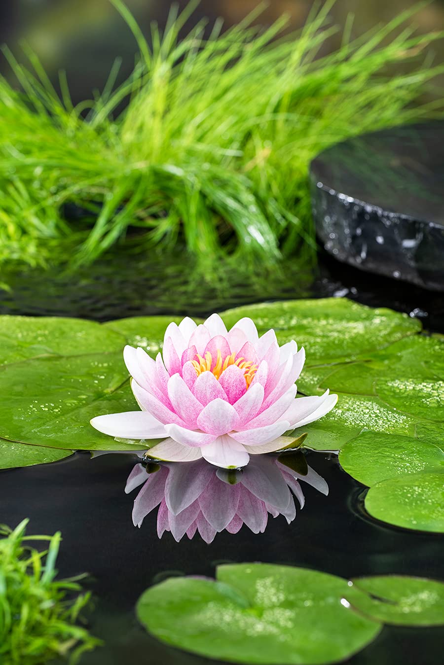 Bloomique - Set de 2 - Nymphaea ‘Wilfron Gonnere’ - Nenúfar - Rosa - Plantas de estanque - Acuáticas - Resistente al frío - Altura 10-20 cm - Maceta 11 cm