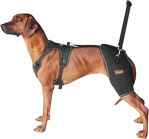 CHAMIN Dog Hip Brace with Back Handheld Design - Support for Hip Dysplasia, Arthritis, Limping, Post-Surgery Recovery (Large)