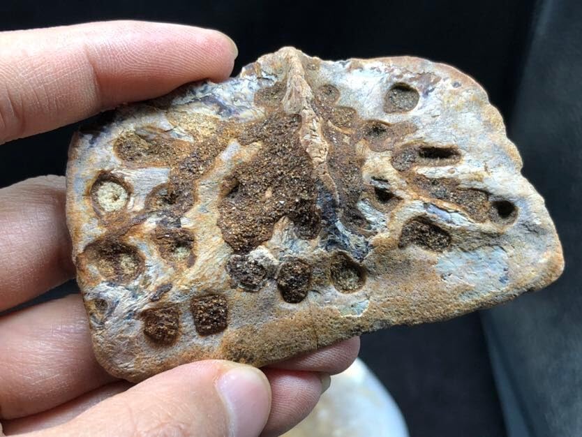 Jurassic Ancient Giant Beast Armor Fossils from the Ice Age