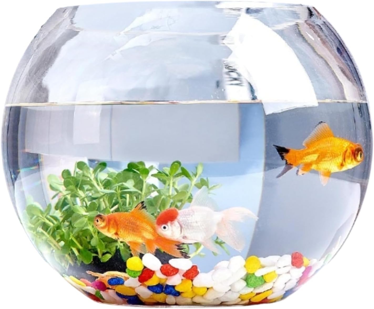 Glass Fish Pot, Round Size, Fish Pot, For Turtles, Terrariums, Tabletop, Ornamental, Office, Home, Aquarium, Stand Included, 11.8 inches (30 cm)