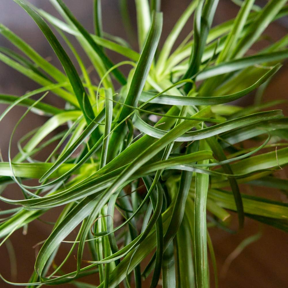 Perfect Plants Ponytail Palm | Beaucarnea Recurvata | 10in Tall | Easy Care Houseplant | Perfect for Bright Light Conditions, 6 in Grower's Pot, | Air Purifying