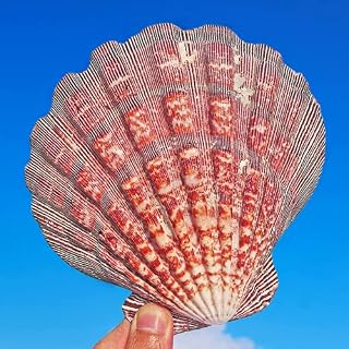 2PCS Large Lions Paw Scallop Seashells 4.5"-5.5" Baking Shells for Crafts DIY Painting Beaching Wedding Decoration, Beach Natural Scallop Shells Bulk (2pcs 4.5~5.5in)