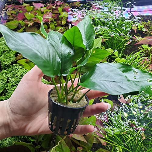 Substratesource P1A03003 Anubias Live Aquarium Plants - Potted Freshwater Plant For Fish Tanks thumb #1