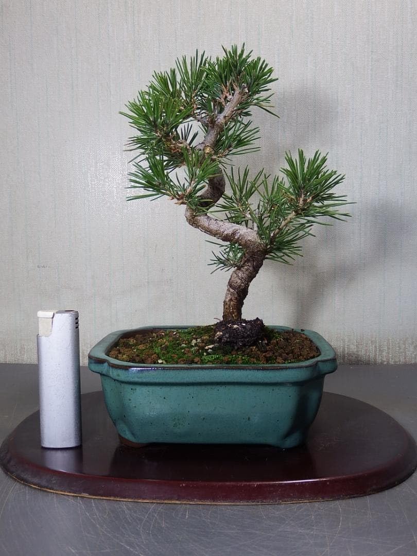 青軸野梅(一重緑萼.白花) [文人風木] 大盆栽 梅 希少 古木感抜群の幹肌