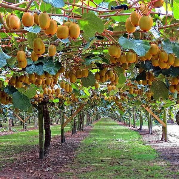 Kiwi fruit plant seeds,plant seeds for kiwi fruit (20 seeds)