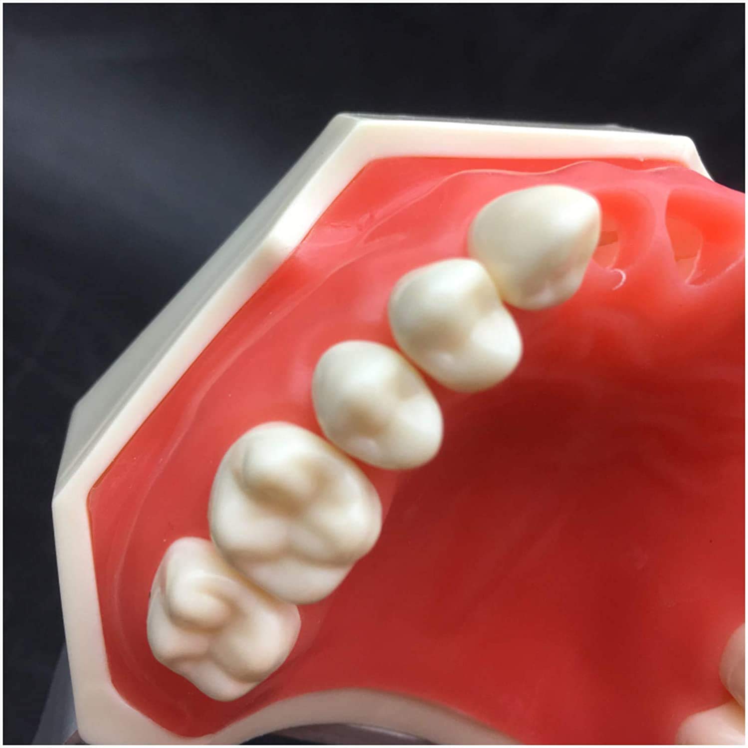 ERNZI Modelo De Enseñanza Dental Modelo Dental Modelo Estándar 28 Dientes Roscados Software De Demostración