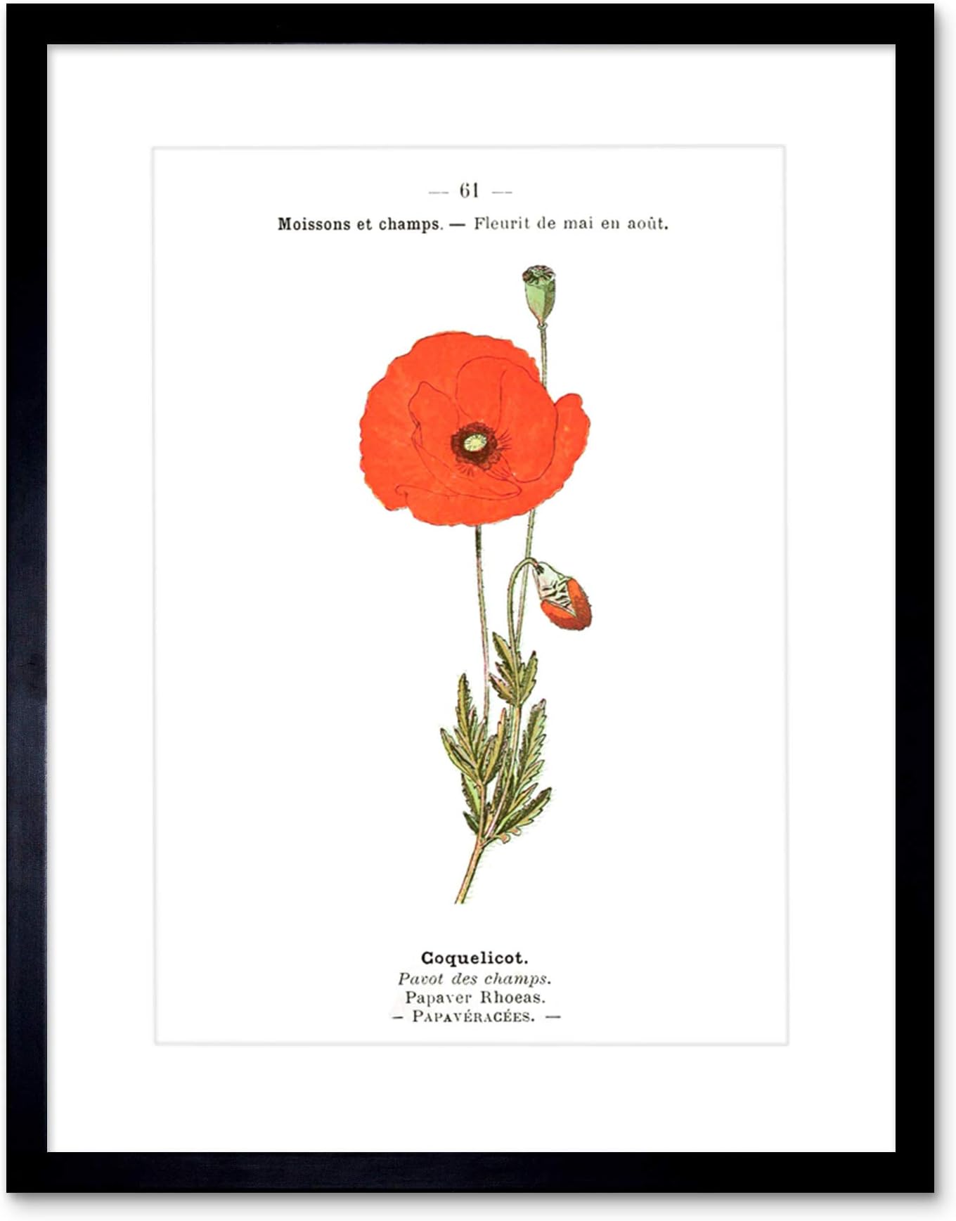 Flower Poppy Coquelicot Papaver Rhoeas Art Print Framed Poster Wall Decor 12x16 inch