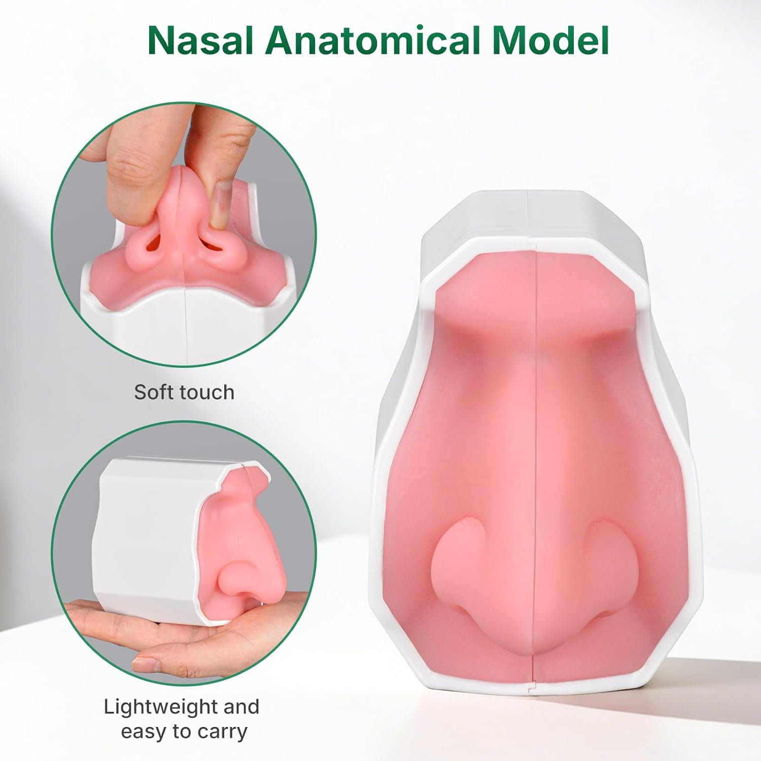 Ultrassist Human Nasal Cavity Anatomical Model - Medical Anatomy Model for Nasal Examination Practise, Human Nose Model for Display Teaching Medical, Nasal Anatomy Simulator