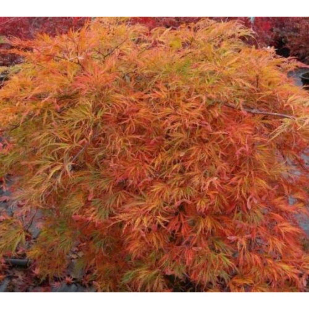 Orangeola Weeping Laceleaf Japanese Maple