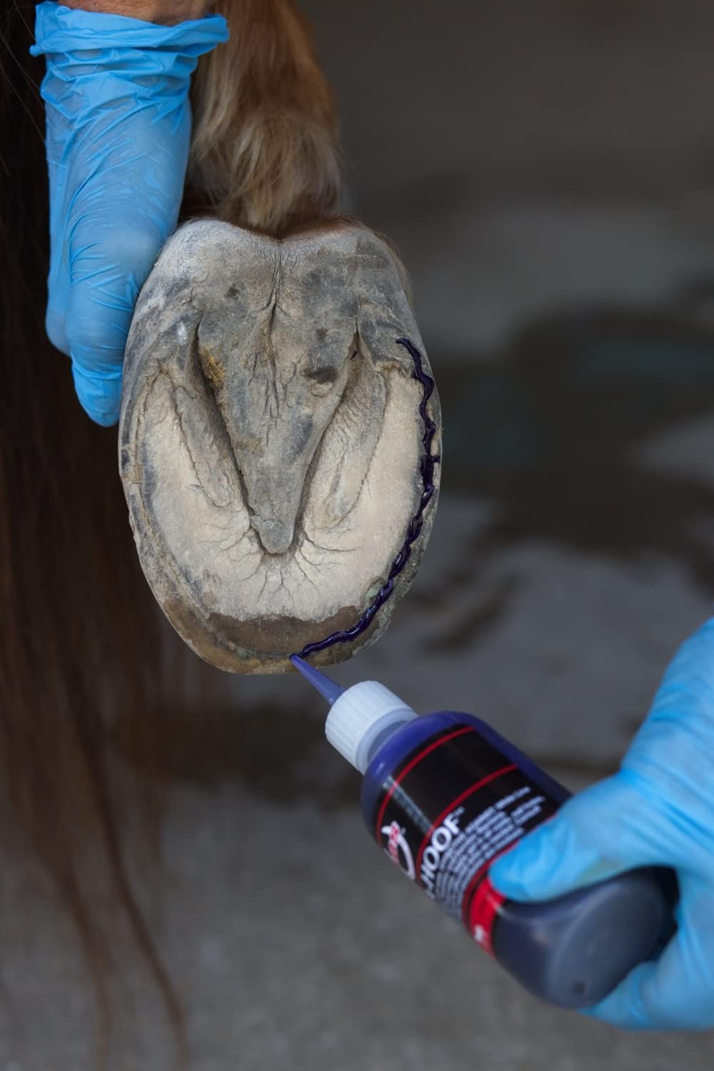 SBS Equine | SAV-A-HOOF Gel II | Hoof Treatment | Long-Lasting Time Release Formula | No Messy Waste or Run-Off (4 Fluid Oz) - image 3