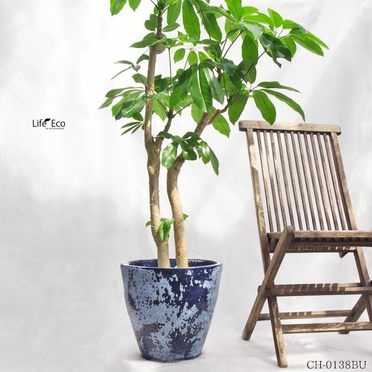 Amazon｜観葉植物 大型 シェフレラ・バッサイア（ブラッサイア 