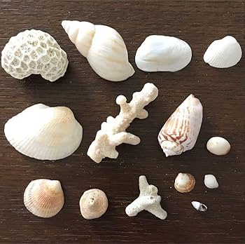 貝殻(沖縄の青い海の宝)ホラ貝　蓋無し 貝殻(沖縄の青い海の宝)ホラ貝 蓋無し 貝殻(沖縄の青い海の宝) ホラ貝