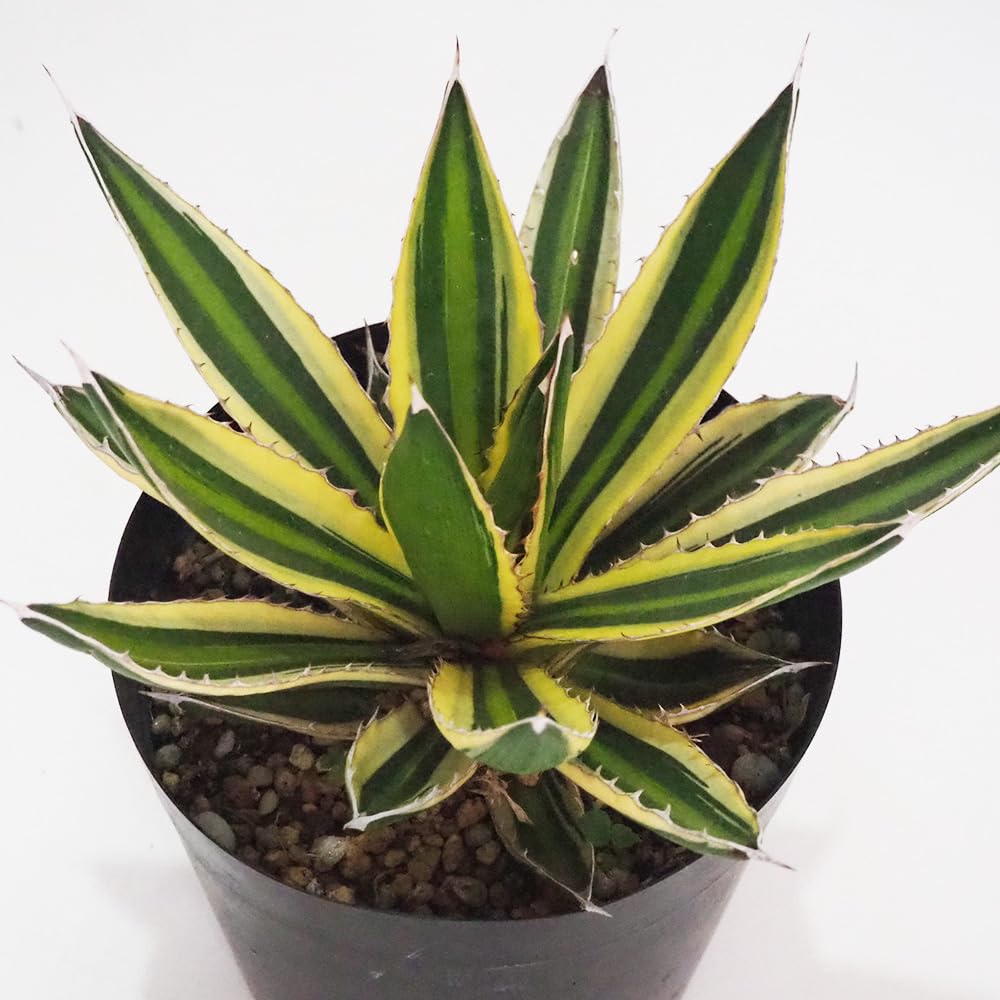 Amazon｜ITANSE アガベ 五色万代(ごしきばんだい) 5号 1個売り