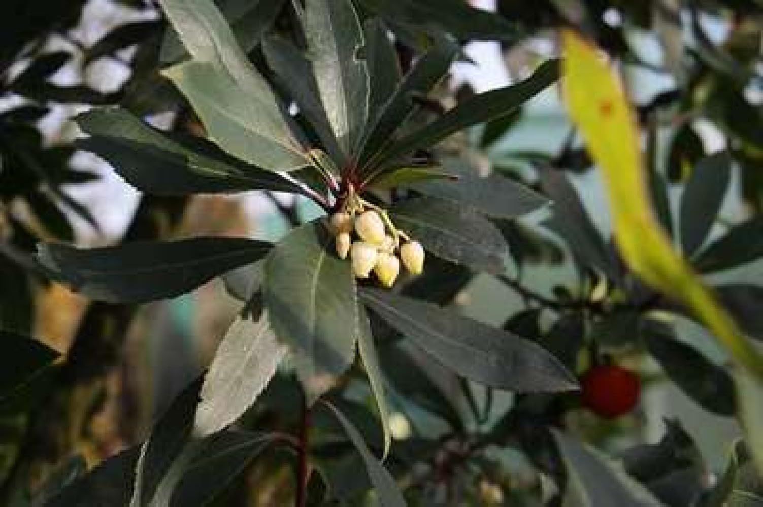 Arbutus unedo - Erdbeerbaum 60-80 cm Container