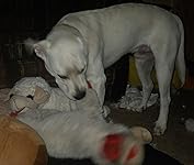 Review Image by Kimmi Bear Kimmi Bear