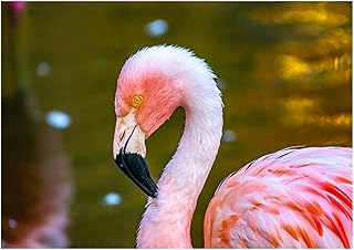 Chilean Flamingo Close Up at Sunrise Photography Fine Art All Occasion Greeting Card. (Blank Inside)