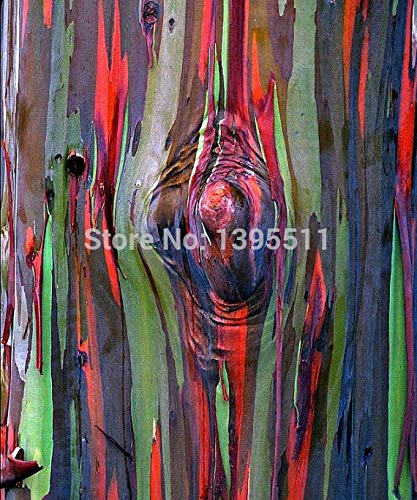 Shopmeeko 30 / Bag seltener Regenbogen-Eukalyptus deglupta, aufflliger  tropischer Baum, Bonsai, Zimmerpflanze, Gewchshaus : Amazon.de: Garten