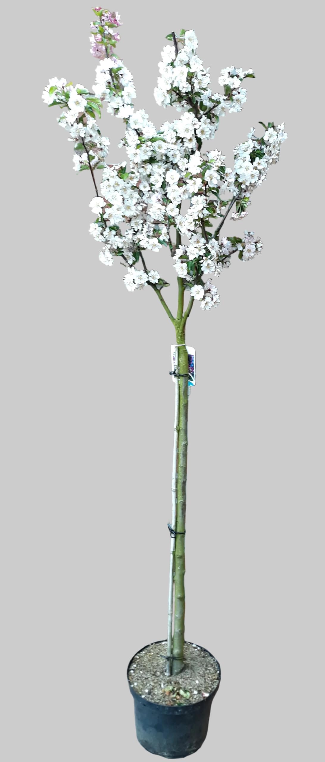 Malus 'Evereste' - 180-190 cm - Zierapfel Hochstamm