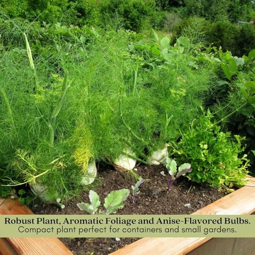Two (2) Large Live Orion Fennel Plants. Big, Healthy, Ready to Grow. Premium Plants, 4” to 8” Tall, in 4” pots. Non GMO. No Neonicotinoids. Edible Garden, Culinary Favorite