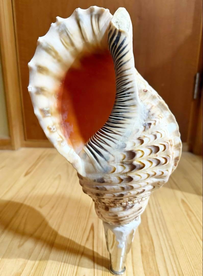 修験道肉厚法螺貝37㎝山伏　密教　魔除け　熊よけ❣️ホラガイ　ほら貝 修験道肉厚法螺貝37㎝山伏 密教 魔除け 熊よけホラガイ ほら貝