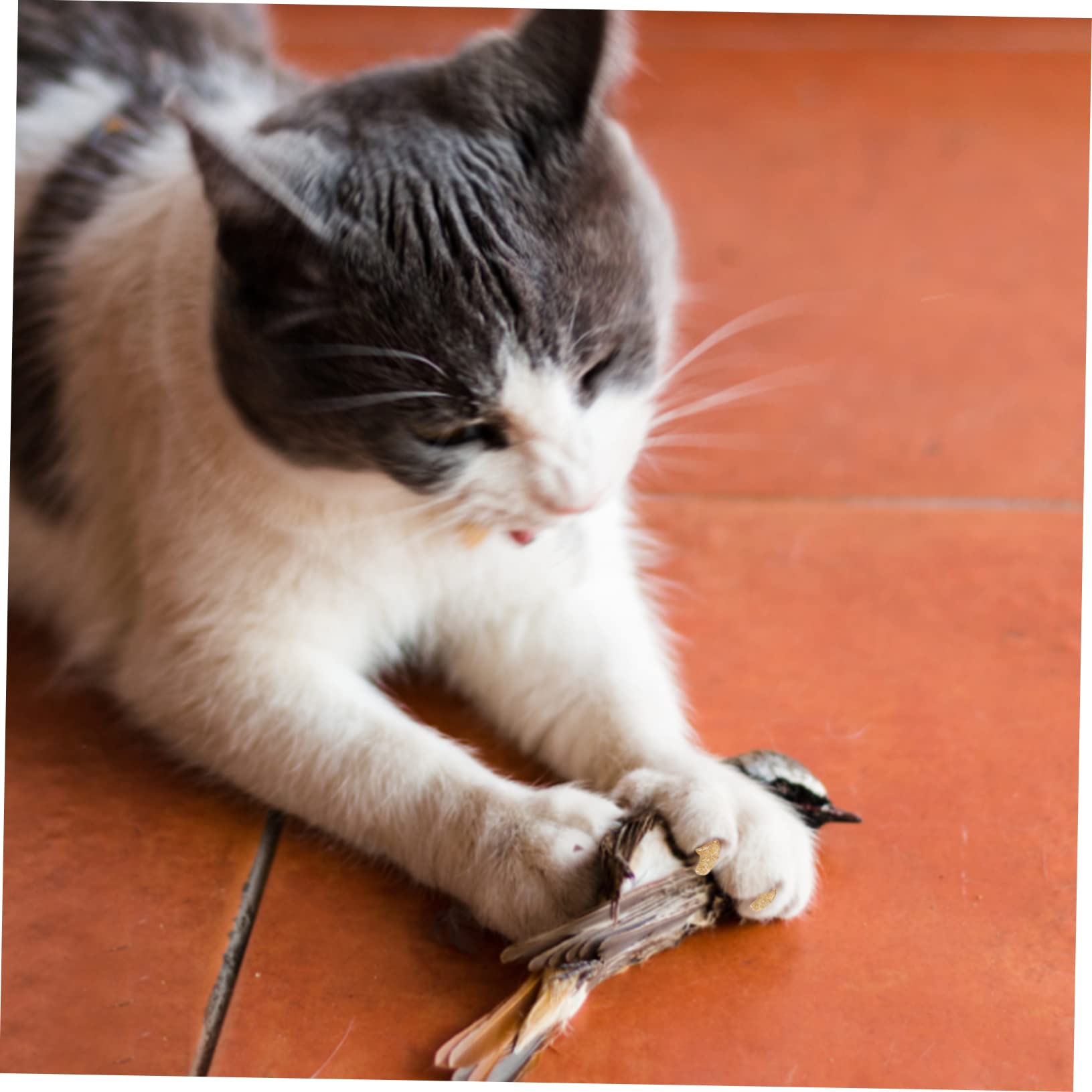 ABOOFAN 50 Juegos Kit De Uñas De Gato Cubiertas De Uñas De Gato Cubiertas De Garras Blandas Cubiertas De Garras De Gato para El Cuidado De Las Garras Clavo Gel De Sílice Suave