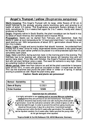 TROPICA - Tromba degli angeli / gialla (Brugmansia sanguinea) - 10 semi - mediterraneo - Image 7