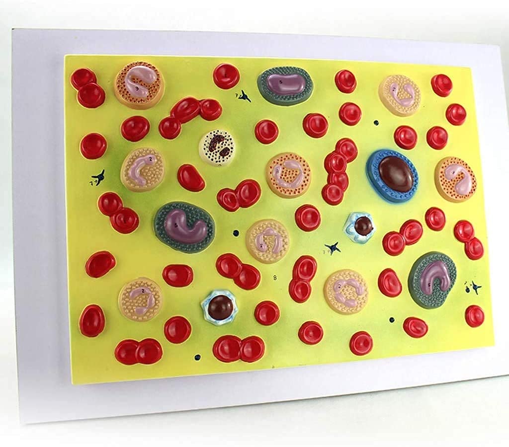 Modelli scientifici Cellule umane Anatomia Umana Zoom 2000X Ematologia Medicina Interna Modello fisiopatologia Modello Scheletro in Materiale PVC