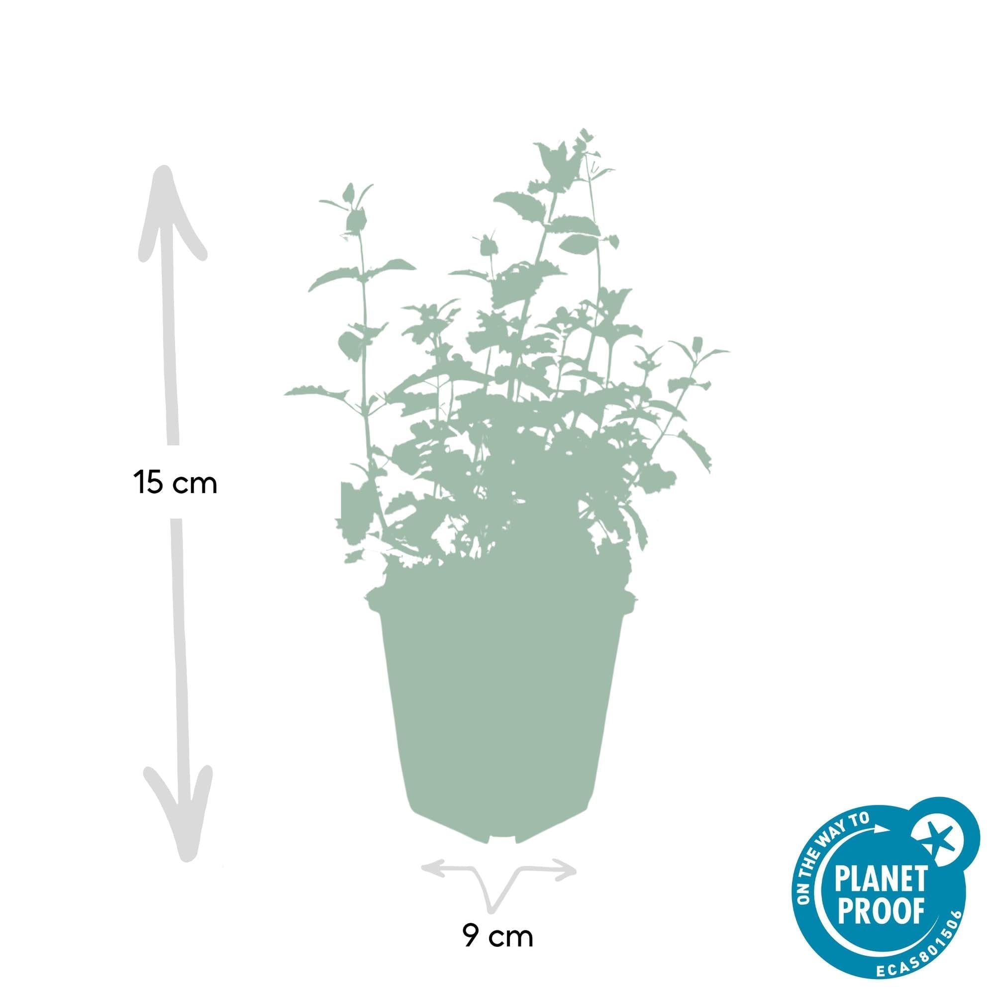 Katzenminze Nepeta 'Six Hills Giant' Lila Staude 12 Pflanzen Ø9 cm 10-25 cm