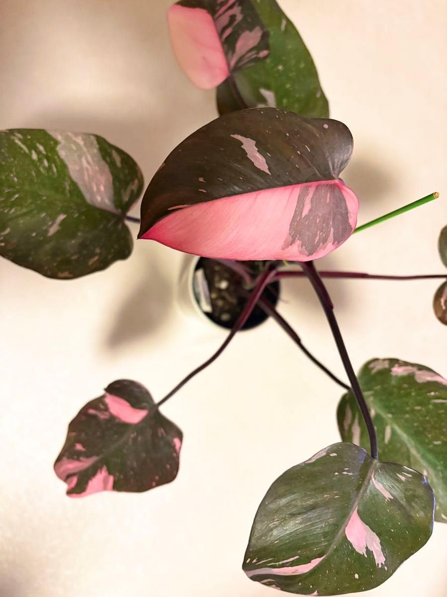Amazon｜観葉植物 フィロデンドロン ピンクプリンセス マーブルキング