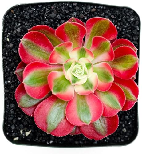 Miniatura 3 de Aeonium - Suculenta viva de bruja rosa (maceta de 4 pulgadas), plantas suculentas vivas, plantas suculentas totalmente enraizadas, planta de casa