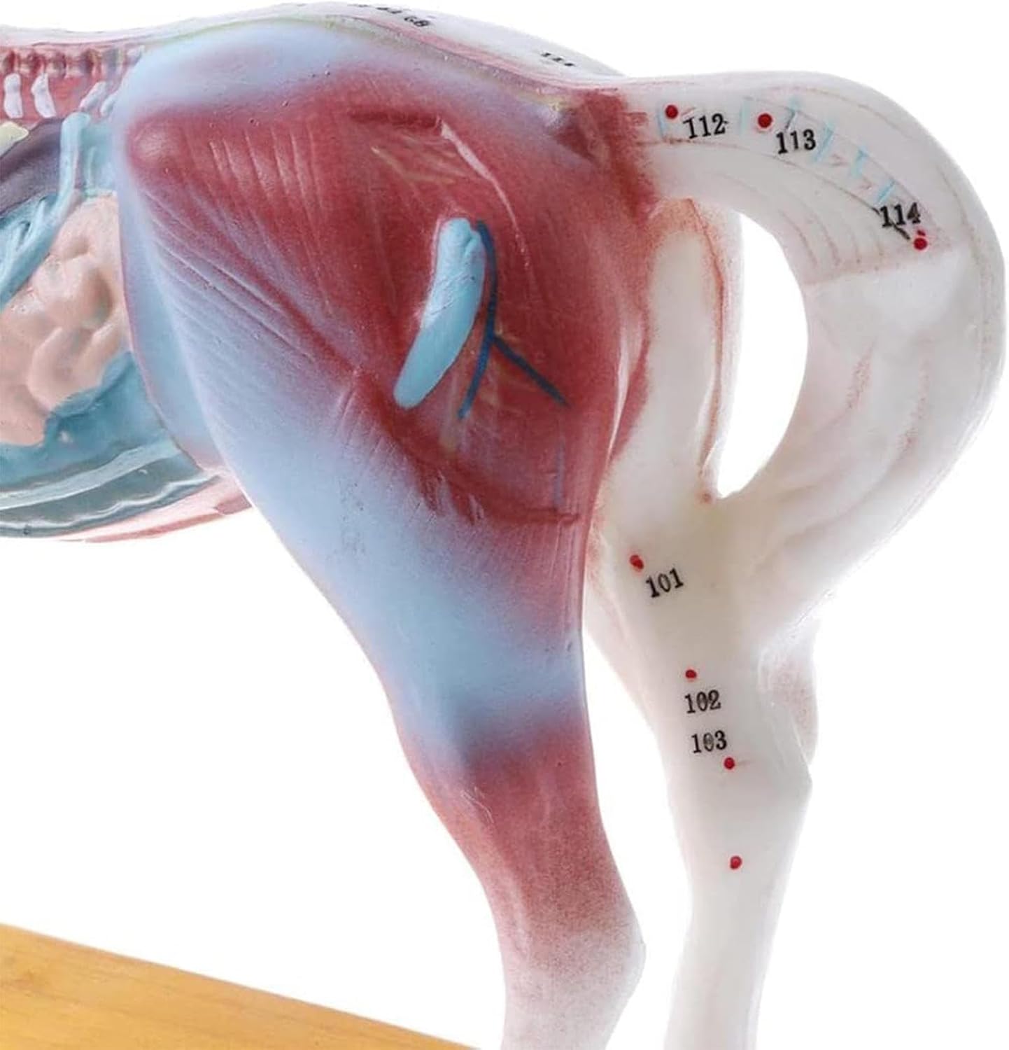 Horse Acupuncture Model with 116 Acupuncture Point Anatomy Study Model, Animal Points Acupuncture Model for Veterinary Animal Teaching