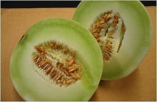 PREMIER SEEDS DIRECT - Melon - Honeydew - 100 Finest Seeds