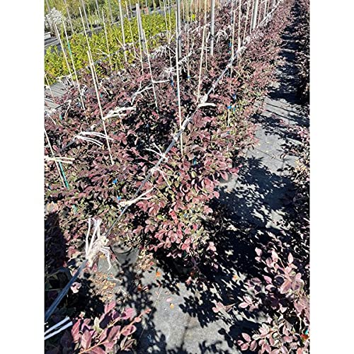 Amazon.co.jp: 【15本 セット】 生垣 トキワマンサク 赤葉赤花