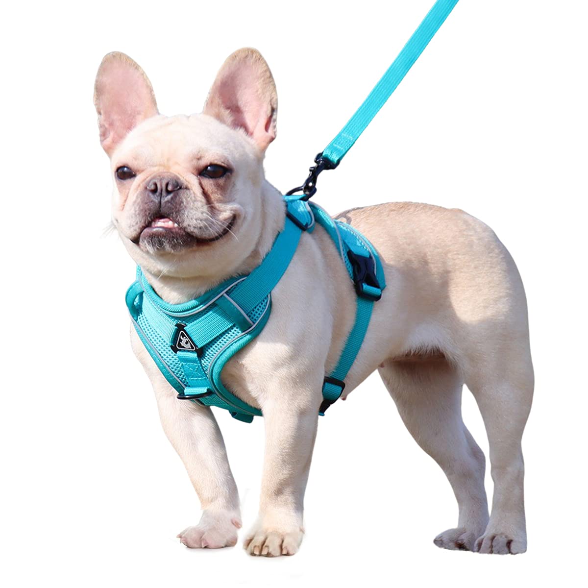 Why Is My Dog Pulling Out Her Fur