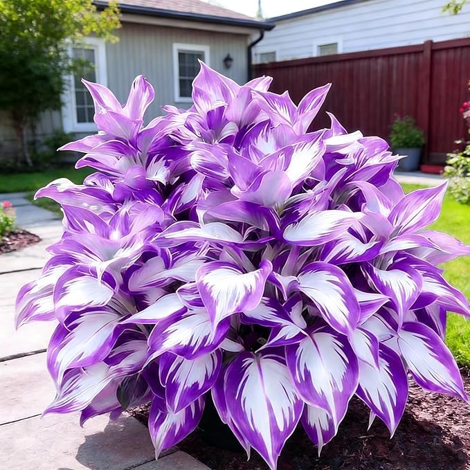 Refined Hosta Bulbs Perennial UK, Rare and Beautiful Hostas Rhizome in Bulk,Planting for Stunning Garden Displays-4 Bulbs-I