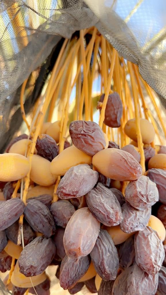 Medjool Datteln 5KG DELIGHT | Datteln Medjool 5kg Premium Qualität | Natürlich getrocknet & Naturbelassen | Vegetarisch & Vegan | Reich an Fruchtfleisch | Königsdatteln mit Stein | Neue Ernte 2025