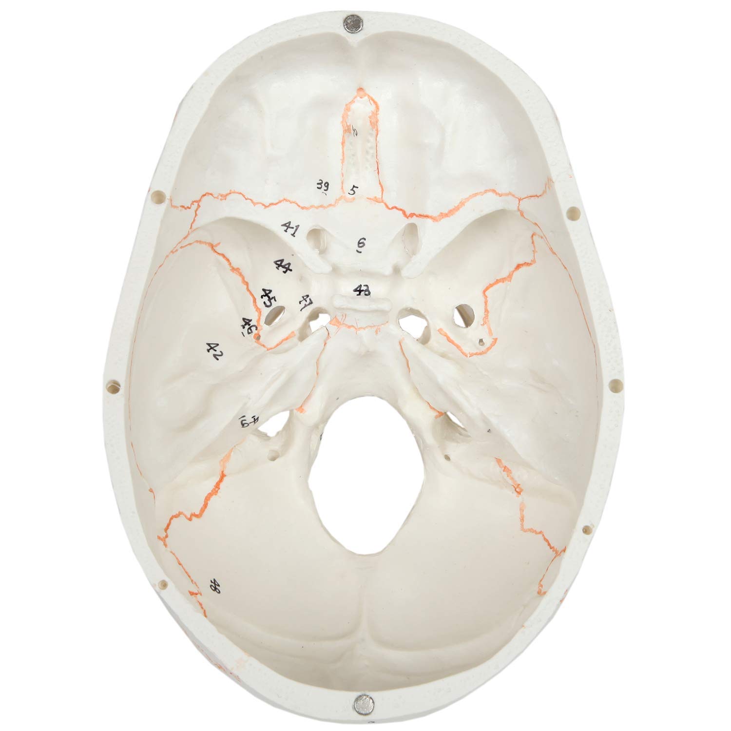 Inside Skull Labeled