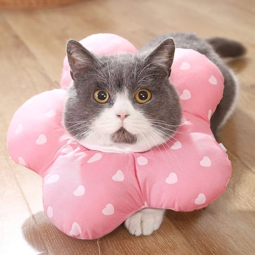 * antique cat ୨୧ * 小さな エメラルド色のリボンの 猫ちゃん antique cat ୨୧ * 小さな エメラルド色のリボンの 猫ちゃん