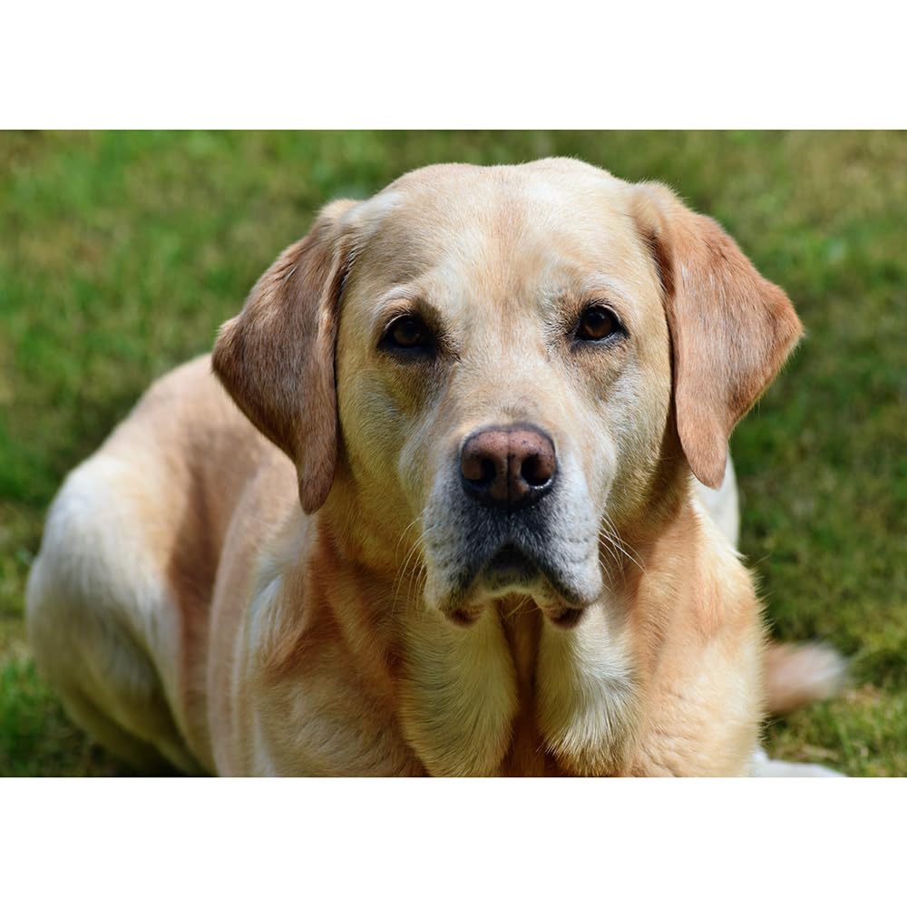1000（52x38cm）‑Piece Adult Jigsaw Puzzle, Labrador Retriever Pet Dog, Canada, Suitable for Adult Stress Relief, Leisure Games and Home Wall Decoration