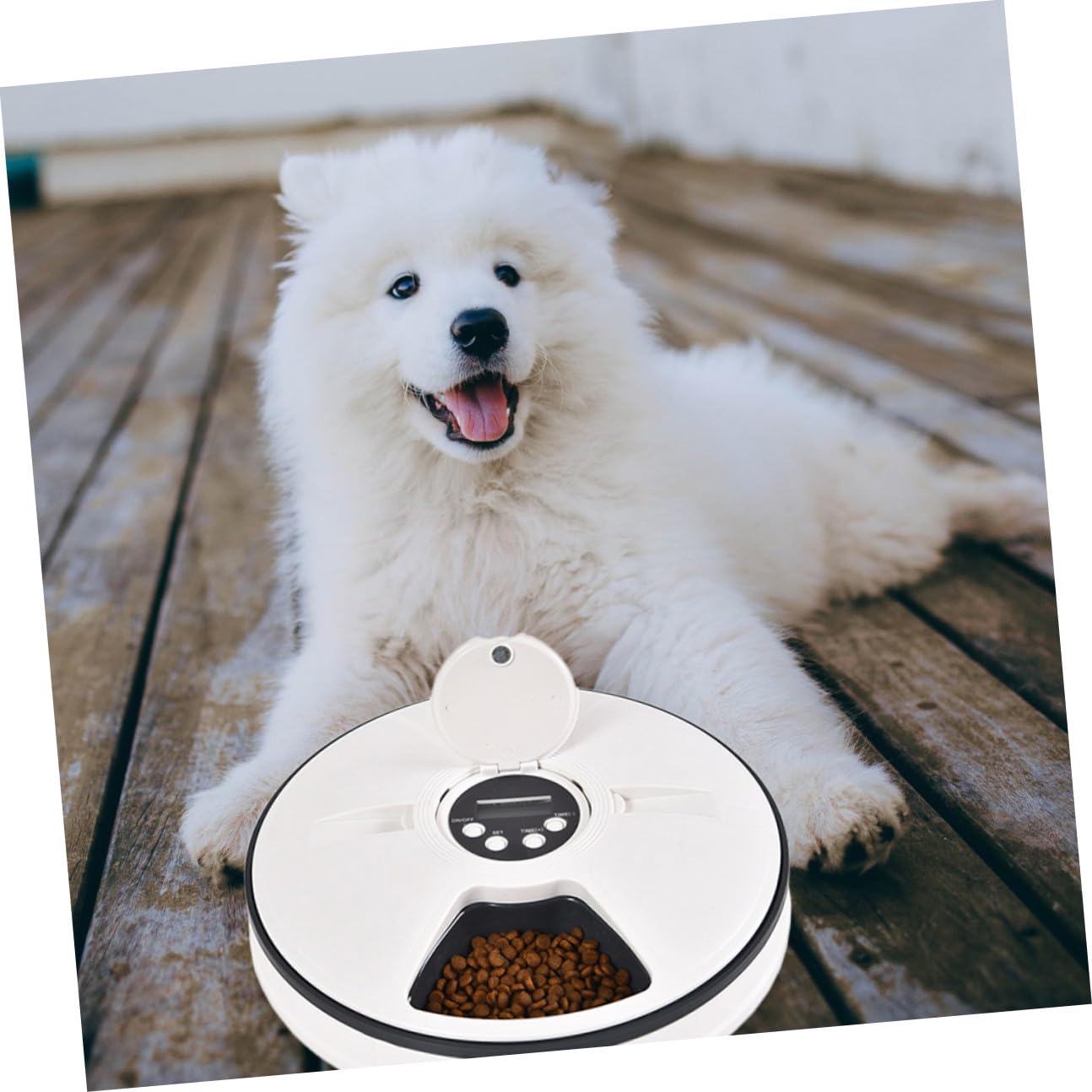 Levemolo Comedero Automático para Perros con Temporizador Tolva de Almacenamiento Desmontable Plato Resistente Antideslizante para Alimentación y Control de Porciones Diarias