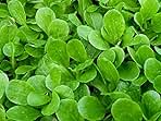 100 Seeds Dutch Corn Salad Lambs Lettuce Mache Salad Fresh Sharp Flavor Heirloom (100)