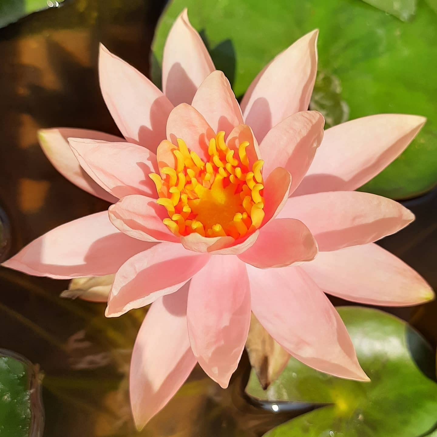Ruckkuz - Waterlily Live Plant (Peach) | Indoor | Outdoor | Aquatic Plant Live Plant (B09YJ127H2) Amazon Price History, Amazon Price Tracker
