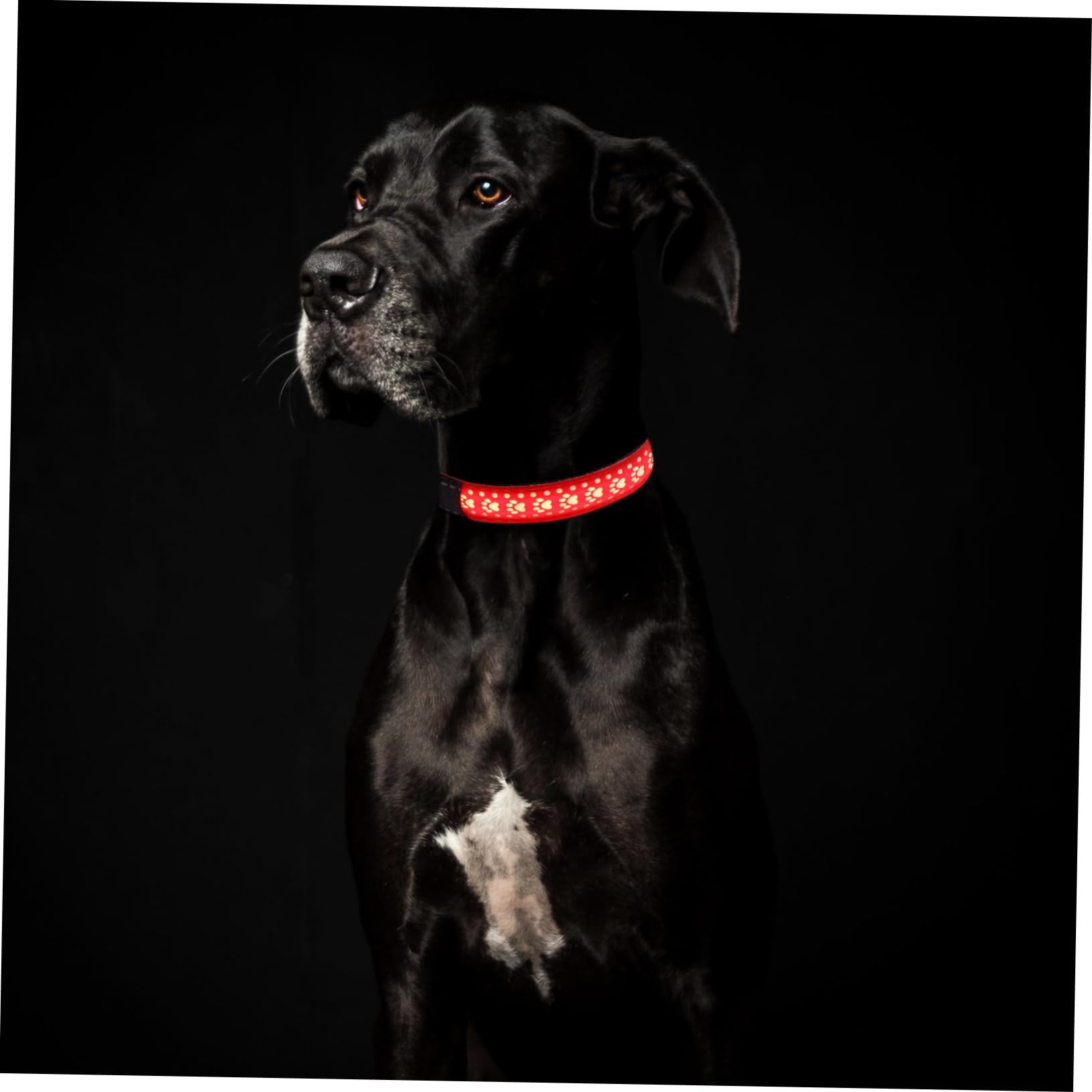 FRCOLOR 3 Pièces Collier Lumineux Chien Collier De Chiot Collier De Chien Collier LED pour Réglable pour Animaux De Compagnie Sangle en Nylon Lumière Aveuglante Rouge Briller
