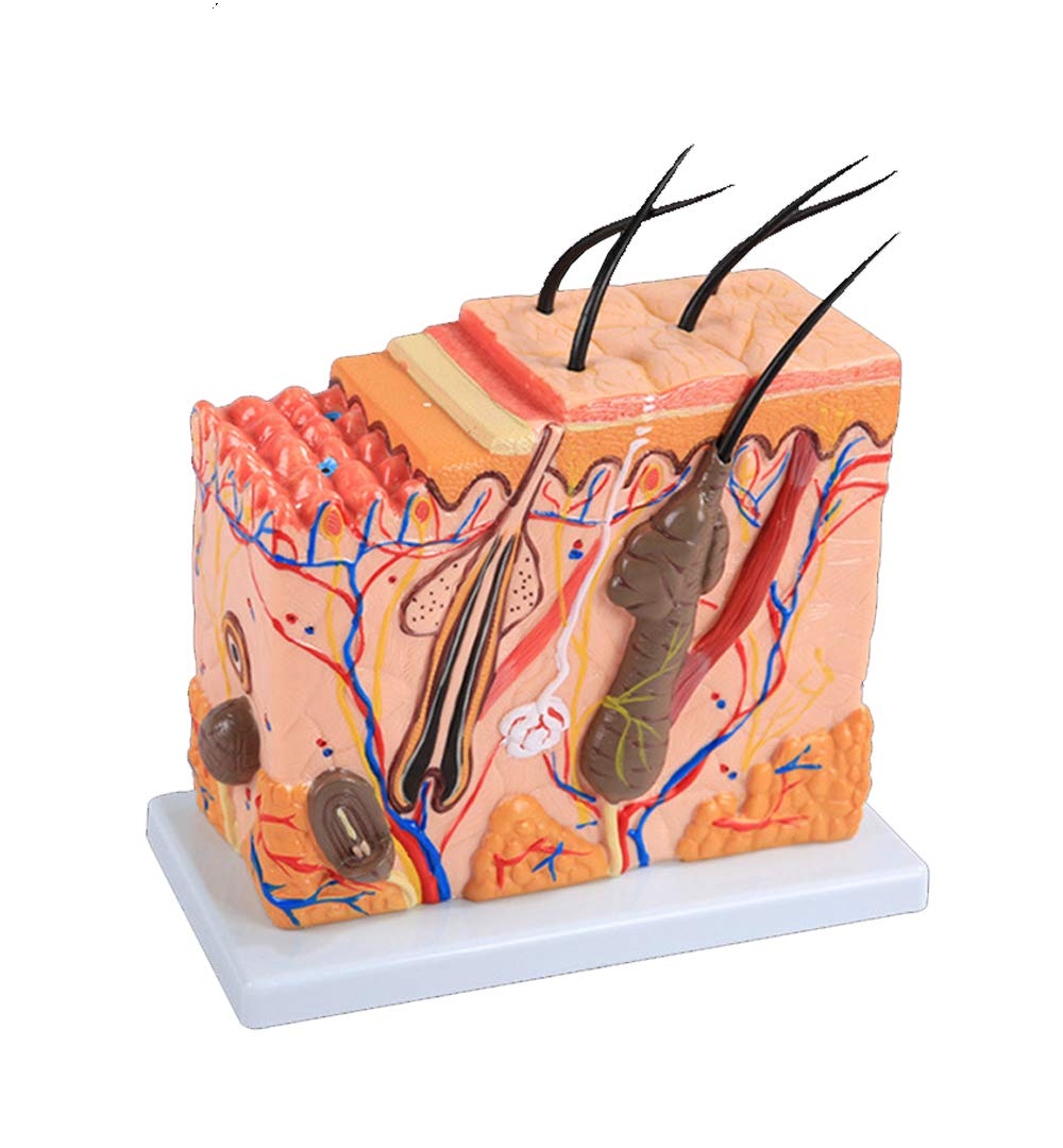 Sjdopulse A Skin Structure Natomical Model - Human Skin Organ Natomy Model - Medical Natomical Skin Tissue Model - For Study Display Teaching Medical Model (A)