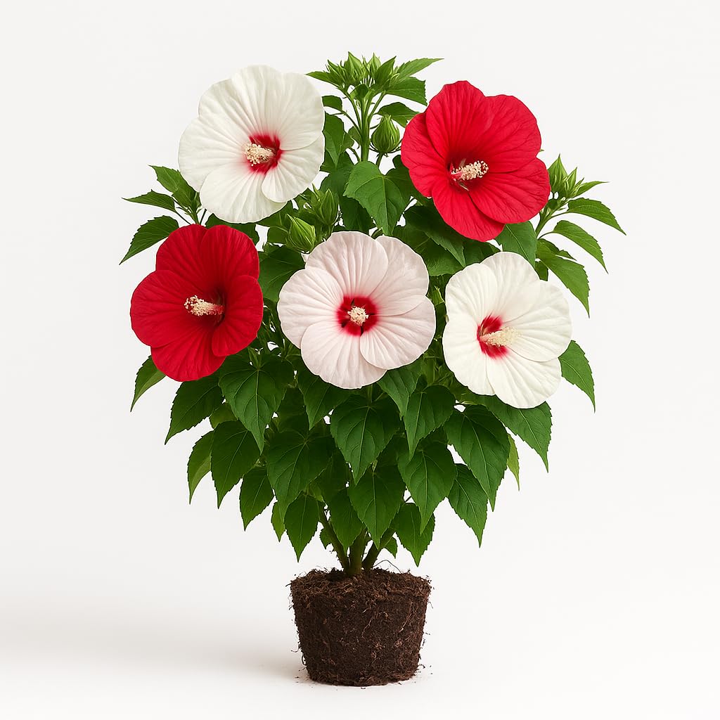 Hardy Hibiscus Luna Mix, Hibiscus moscheutos