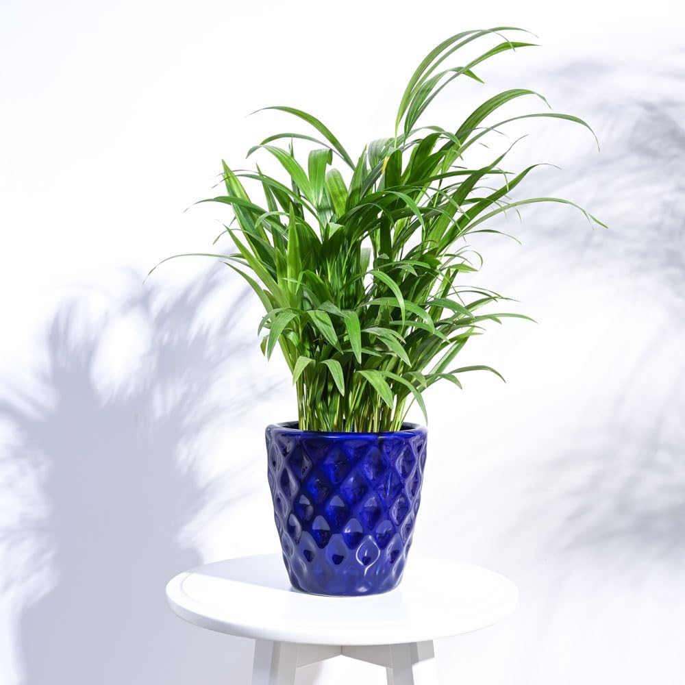 See full amazon price history chart for UGAOO Argyle Blue Ceramic Pot - 6 Inch UGAOO Argyle Blue Ceramic Pot - 6 Inch (B0BN45D5N4) Amazon Price History, Amazon Price Tracker