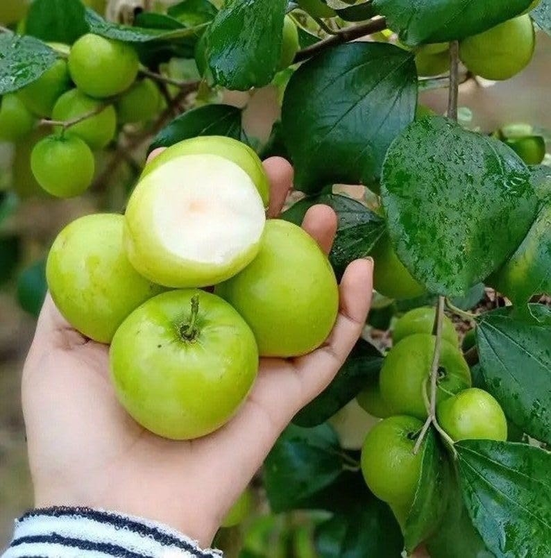 Image of Live Original Grafted Green Ber Apple Ber Tree (Next Year Get Fruits)