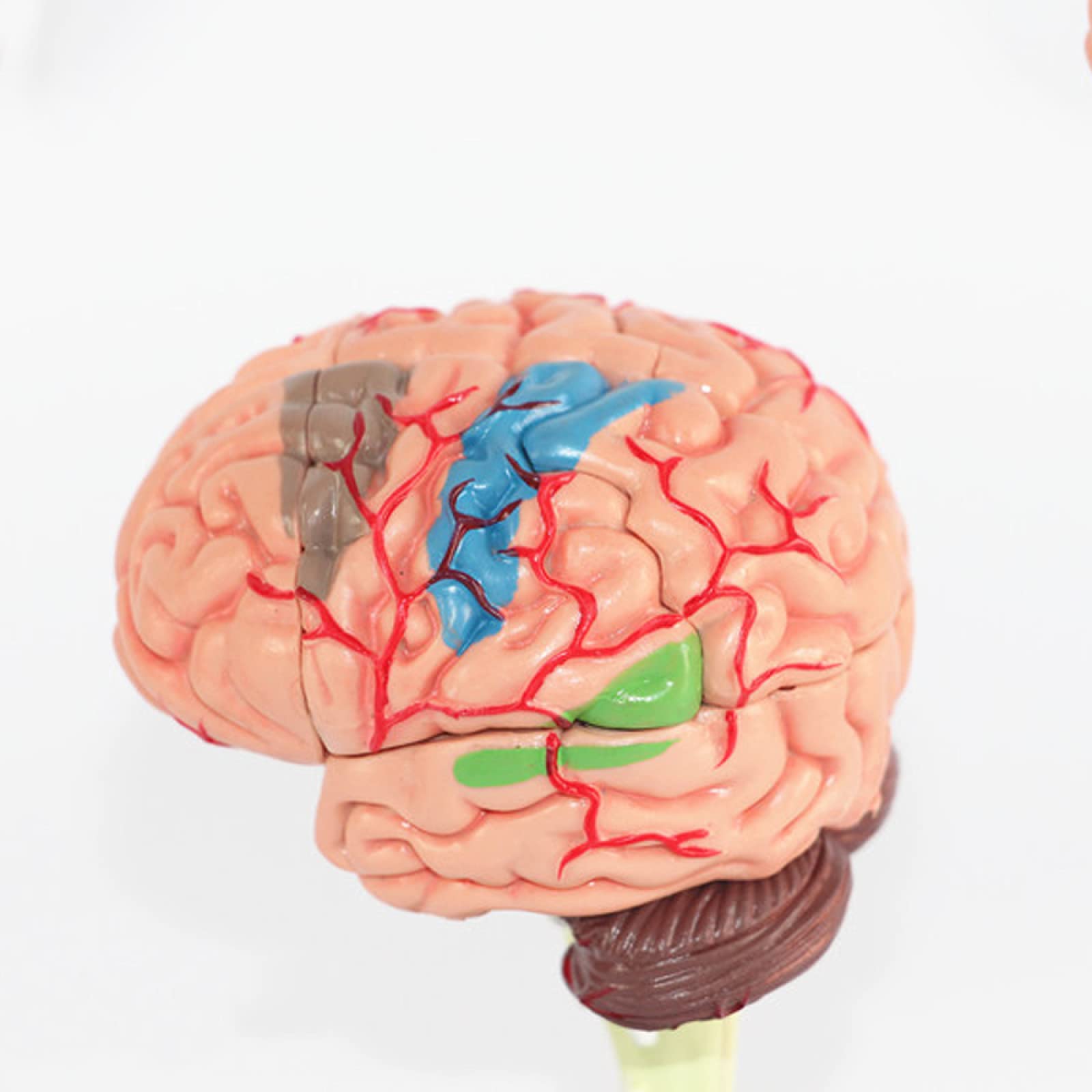 Amazon.co.jp: ミニチュア4D脳モデル、人間の脳の解剖学的モデル